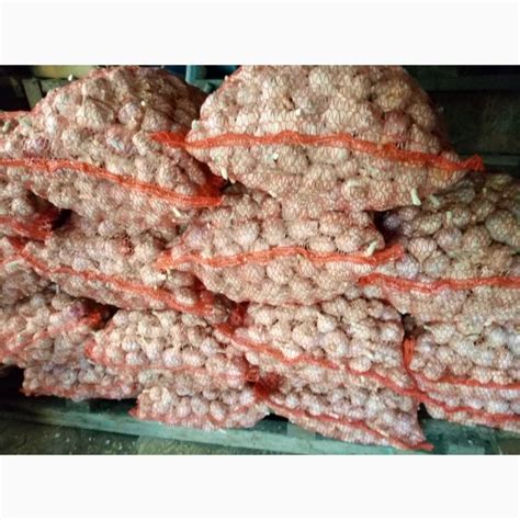 Продам чеснок сорт Любаша — APKUA