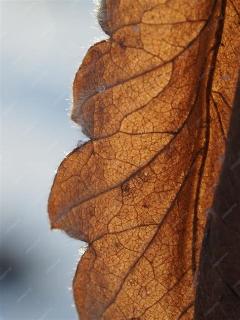 Premium Photo | Dry leaf of agrimónia eupatória in the winter forest
