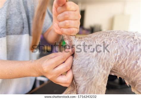 how to squeeze a dog's anal gland