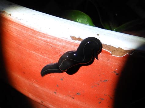 Friday Fellow: New Guinea Flatworm | Earthling Nature