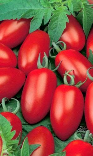 Томат. Семена овощей. Интернет-магазин Уральский дачник | Tomato ...