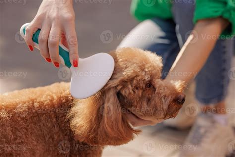 girl brushing fur of cute curly brown toy poodle dog in park, close up. pet care, dog brush