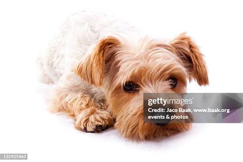 yorkshire terrier  white   premium high res pictures getty