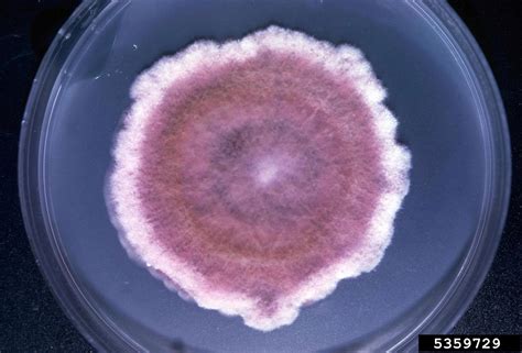 Fusarium wilt, Fusarium poae (Hypocreales: Nectriaceae) - 5359729