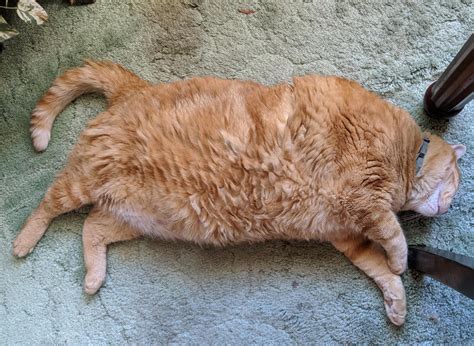 Is Garfield Real Cat at Esteban Roder blog