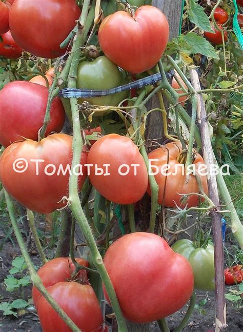 Томат Ленинградский сердцевидный • Томат сердцевидный, Отзывы Описание ...