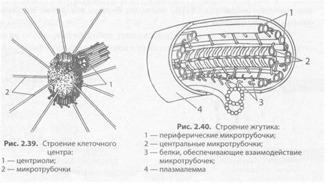 Органоиды