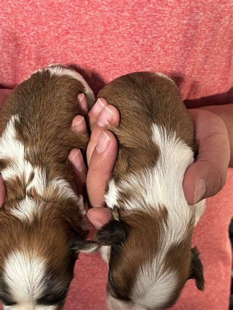 Alderon Farm | Havanese Puppies For Sale Seattle, WA