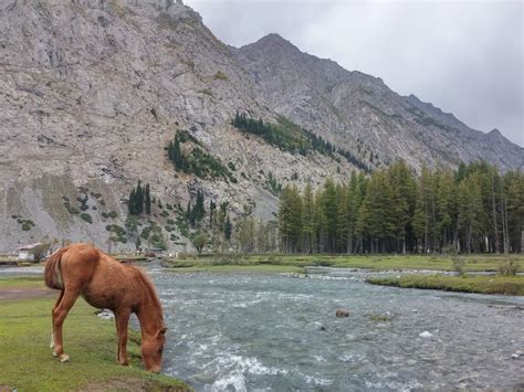 How Do Horses Mate? Learn The 3-Phase Process & Behavior