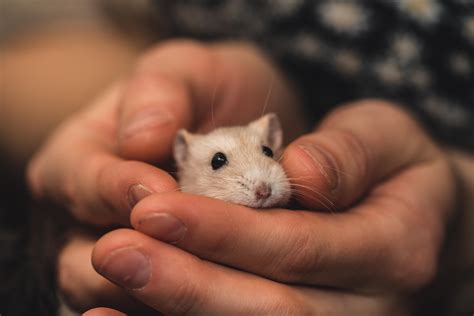 Just received this cutie as a present 🐹 ~ Misha : r/hamsters