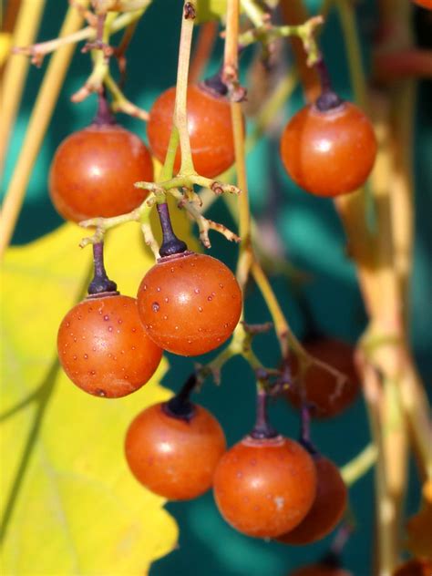 Ampelopsis japonica - Изображение особи - Плантариум