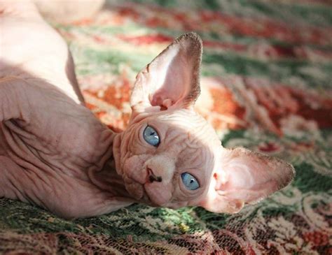 Hairless cat | Hairless cat, Cats, Hairless