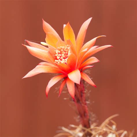 Matucana madisoniorum | Matucana madisoniorum occurs in an e… | Flickr
