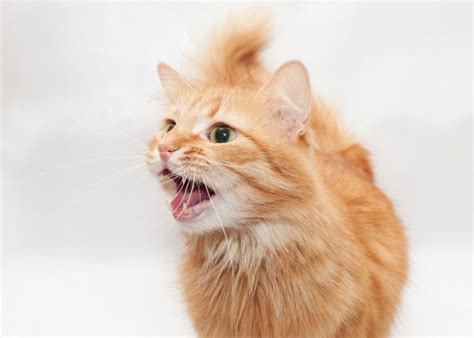 200 Best French Names For Cats With Meaning in 2026 - Cats.com