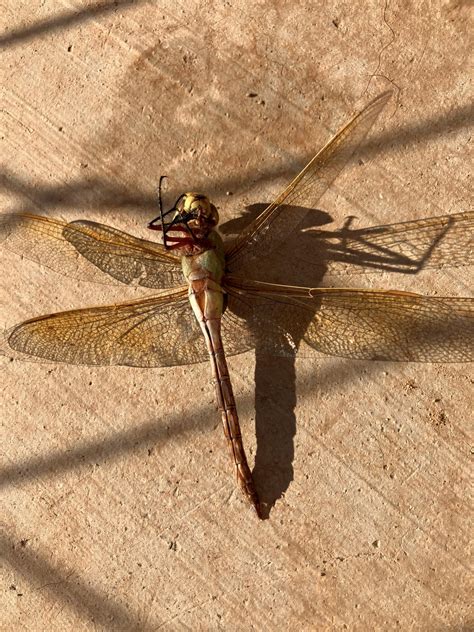 pinning a dragonfly : r/insectpinning