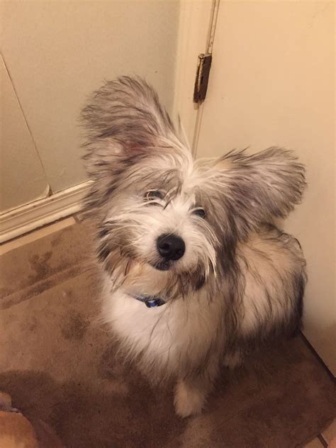 5 month old husky/ Maltese mix : r/rarepuppers