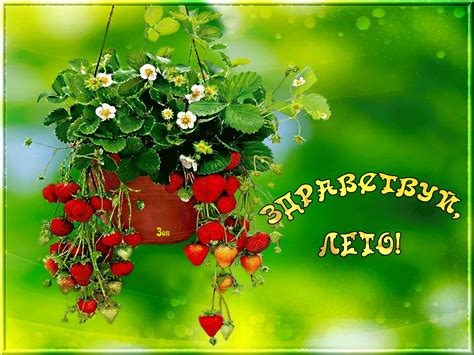 здр-лето