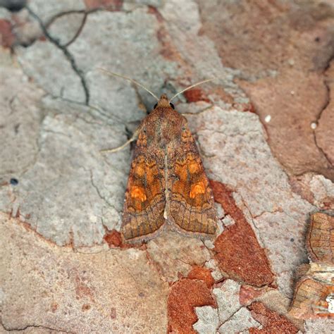 Large Ear | Somerset Moths
