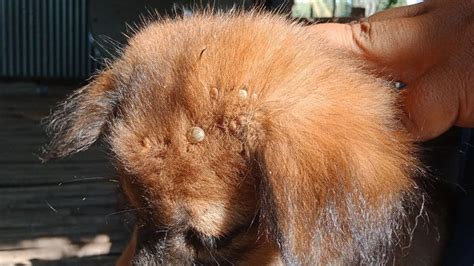 Help Remove All Big Ticks From Poor Dog In Village 11 - YouTube