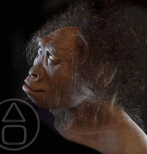 Pin en 16-Homo habilis