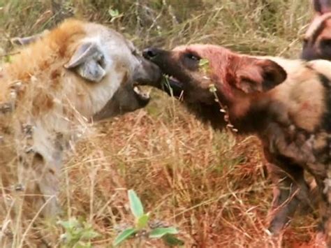 Are Hyena Dogs Or Cats