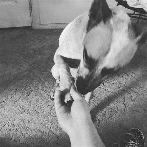 Morning manners (when my dog wakes up she likes to shake your hand for