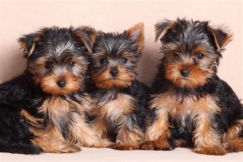 The 7 Types of Yorkie Breeds - A-Z Animals
