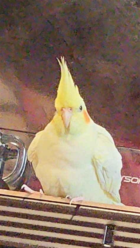 Round : r/cockatiel