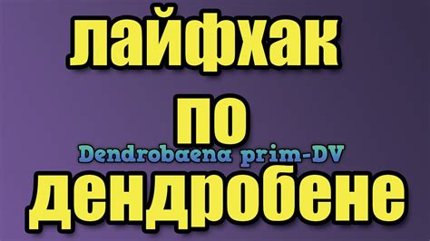 Червь дендробена венета .Лайфхак по содержанию червя дендробена. - YouTube