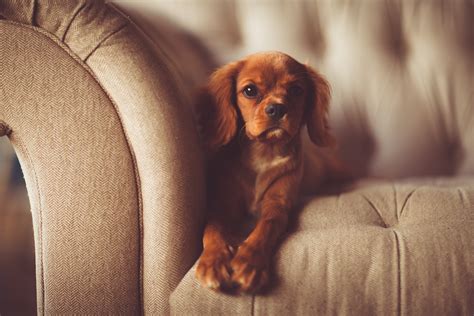 comment garder une maison propre avec  chien emprunte mon toutou