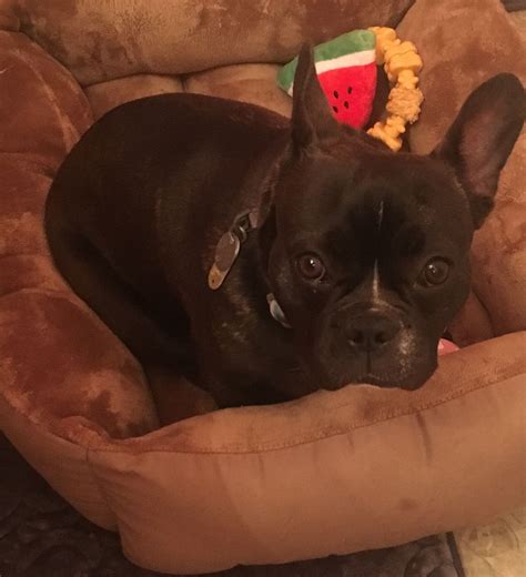 Brindle French bulldog puppy