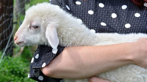 7 saveta za pomoć farmskim životinjama tokom leta - ORCA
