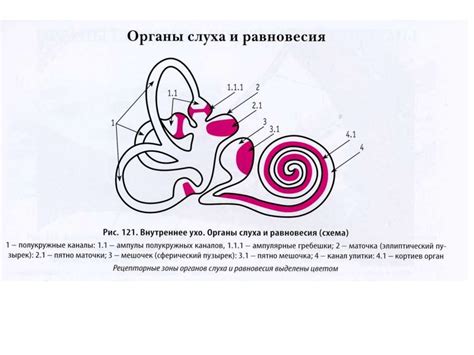 Органы чувств - online presentation