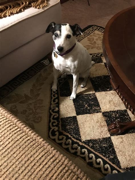 Jessie 2016 | Jack russell terrier, Jack russell, Terrier