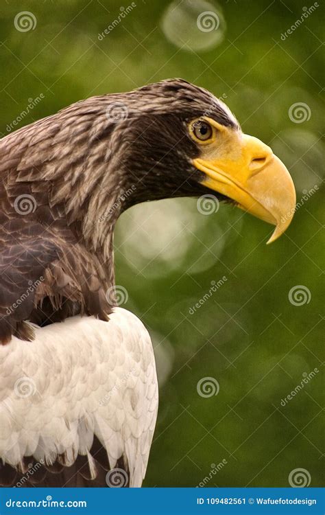 golden eagle stock image image  head great golden