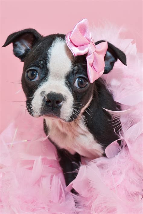 Aesthetic Dog Pictures Pink / Discover images and videos about pink ...