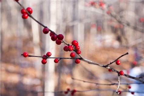 Winterberry Branch with Red Berries Stock Image - Image of bright ...