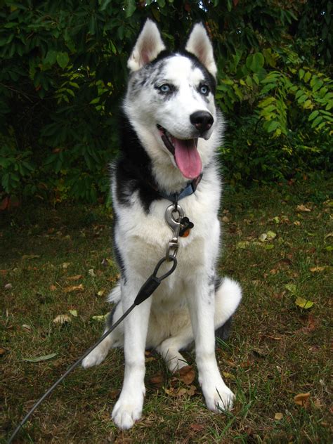 What's wrong with my pup? : r/husky