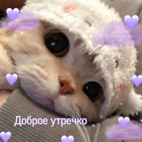 Доброе утречко | Милые котики, Котята, Кошачьи лапы
