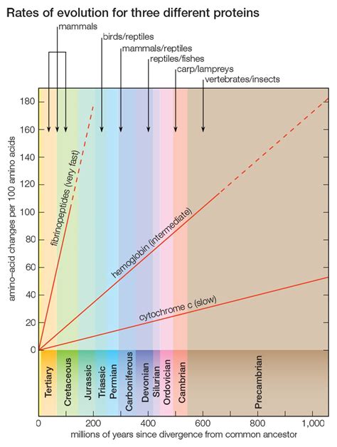 Evolution - Molecular, Genetics, Species | Britannica