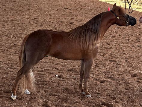 Stanton Park Show Stables - #eachanshowteam is starting prep for in a