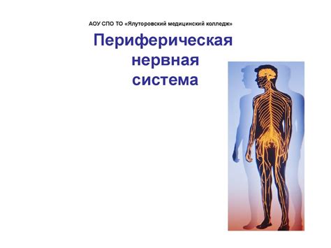 Периферическая нервная система - презентация онлайн