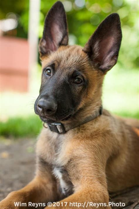 Belgian Malinois Dogtime