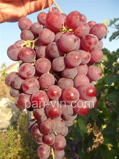 Рыночный — pan-vin.com