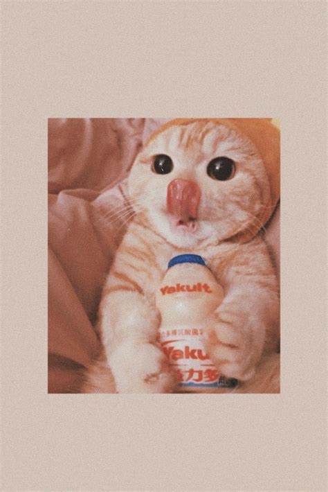 Милые обои с котиком