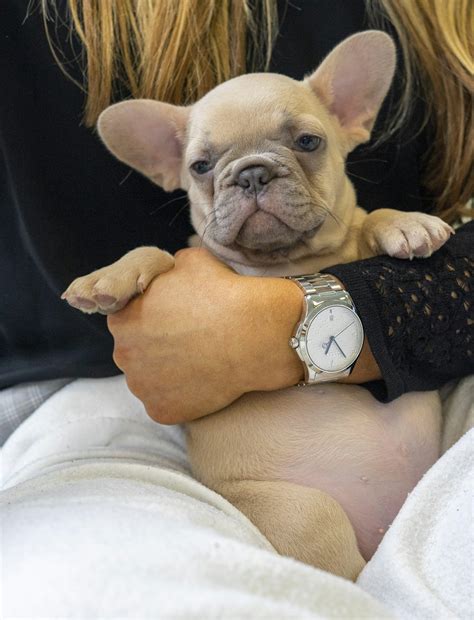 Do dogs get diabetes?