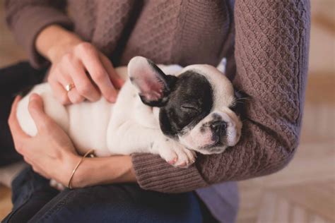 How To Tell If Your Dog Has A Fever: Symptoms [Vet Advice]