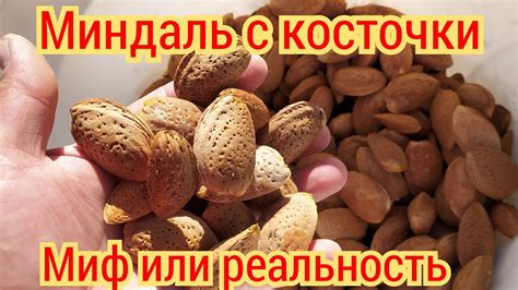 Сладкий миндаль с косточки. Возможно ли? - YouTube