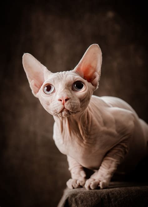 Sphynx Cat Pet - Free photo on Pixabay - Pixabay