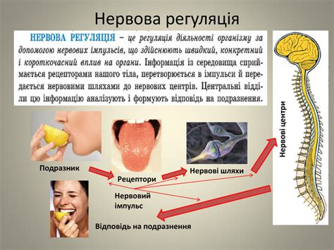 Презентація нервова система